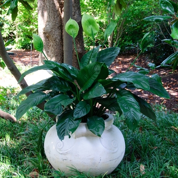 Spathiphyllum wallisii '' (114326)