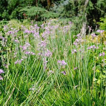 Tulbaghia cominsii '' (114335)