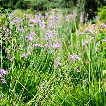 Tulbaghia cominsii '' (114336)