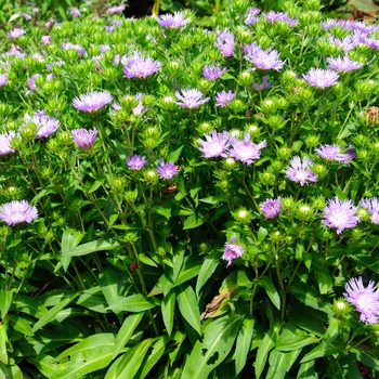 Stokesia laevis 'Mel's Blue' (114338)