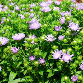 Stokesia laevis 'Mel's Blue' (114339)