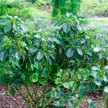 Trochodendron aralioides '' (114352)