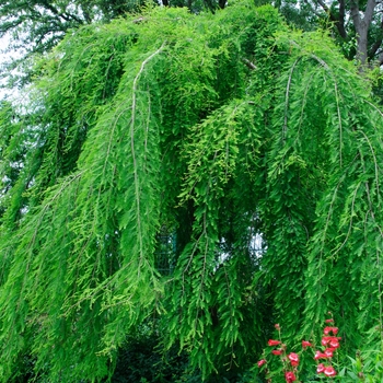 Taxodium distichum 'Falling Waters' (114354)