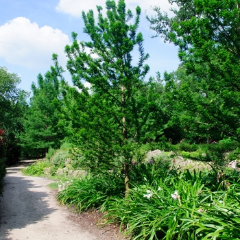 Taxodium distichum 'Peve Minaret' (114357)