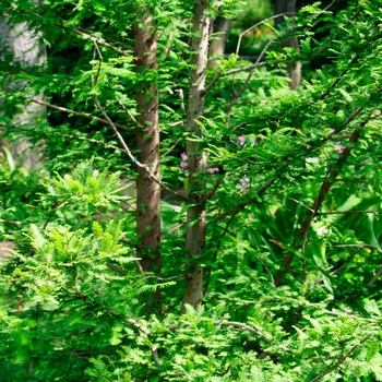 Taxodium distichum 'Peve Minaret' (114359)