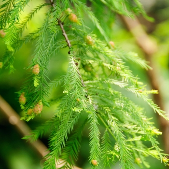 Taxodium distichum 'Shawnee Brave' (114366)