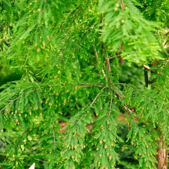 Taxodium distichum 'Shawnee Brave' (114367)