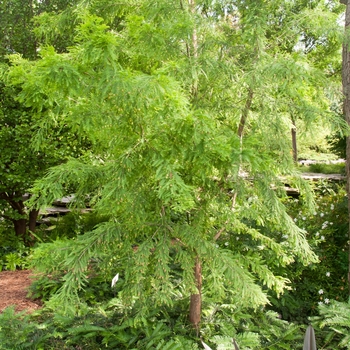 Taxodium distichum 'Shawnee Brave' (114368)