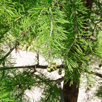 Taxodium ascendens '' (114370)