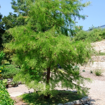 Taxodium ascendens '' (114371)