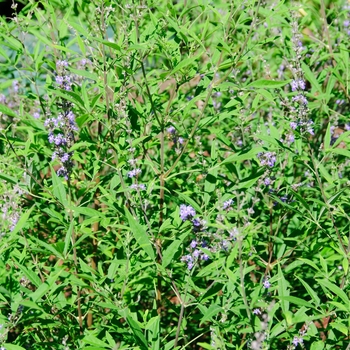 Vitex 'Little Madam' (114379)