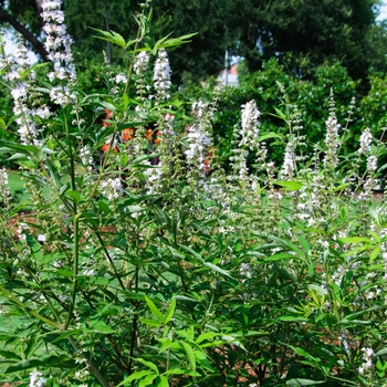 Vitex agnus-castus Daytona Heat™ 'Dale White' (114381)