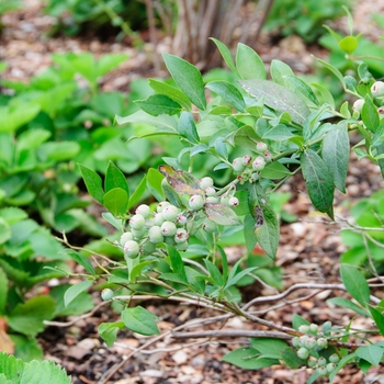 Vaccinium ashei 'Vernon' (114391)