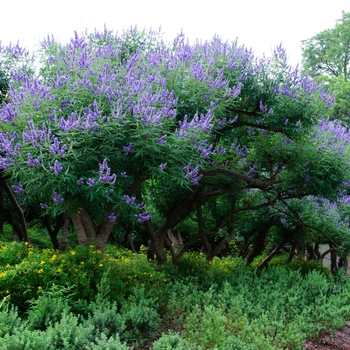 Vitex agnus-castus '' (114400)