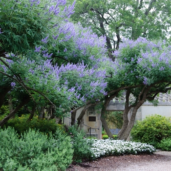 Vitex agnus-castus '' (114401)