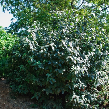 Viburnum x rhytidophylloides 'Willowwood' (114403)