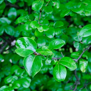 Viburnum rufidulum '' (114405)