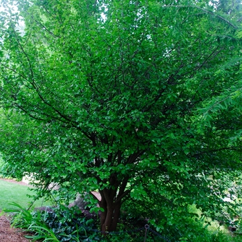 Viburnum rufidulum '' (114406)