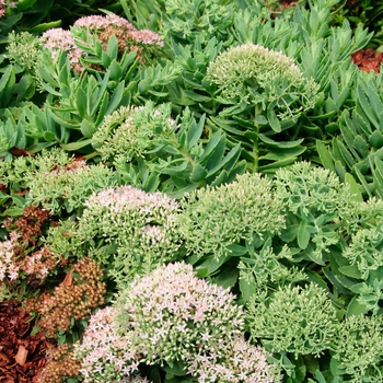 Sedum Rock 'N Grow® 'Pure Joy' (114426)