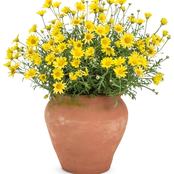 Argyranthemum frutescens 'Golden Butterfly®' (114822)