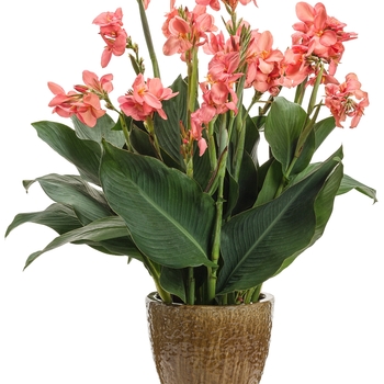 Canna x generalis Toucan® Coral '' (114834)