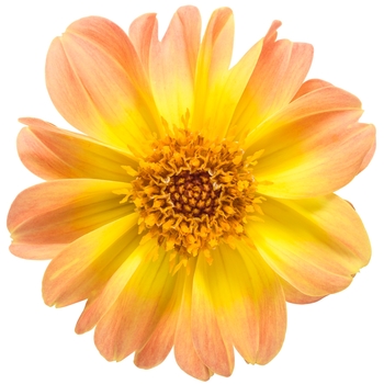 Dahlia variabilis Dahlightful® 'Tupelo Honey' (114855)