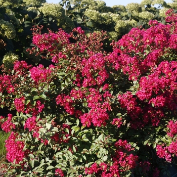 Lagerstroemia indica Infinitini® 'Watermelon' (114863)