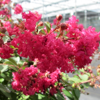 Lagerstroemia indica Infinitini® 'Watermelon' (114865)