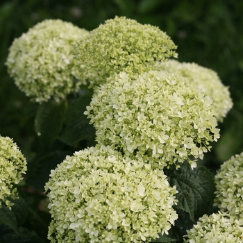 Hydrangea arborescens Invincibelle Limetta® '' (114867)