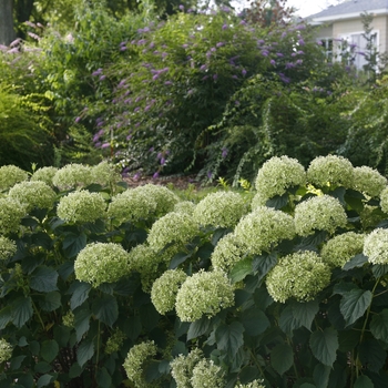 Hydrangea arborescens Invincibelle Limetta® '' (114868)