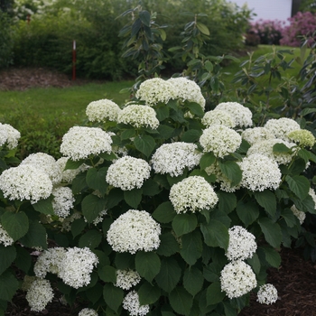 Hydrangea arborescens Invincibelle Limetta® '' (114869)