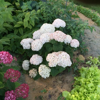 Hydrangea arborescens Invincibelle Wee White® '' (114872)