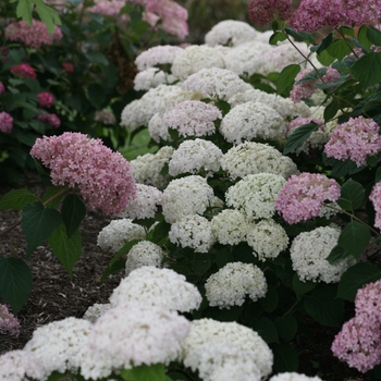 Hydrangea arborescens Invincibelle Wee White® '' (114873)