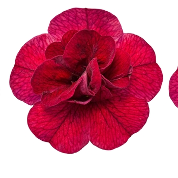 Calibrachoa Superbells® 'Double Ruby' (114874)