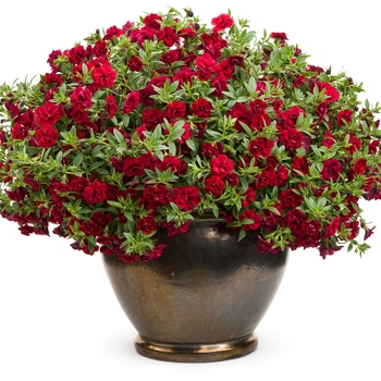 Calibrachoa Superbells® 'Double Ruby' (114877)