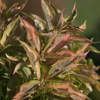 Weigela florida My Monet® 'Sunset' (114879)