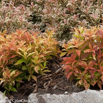 Weigela florida My Monet® 'Sunset' (114882)