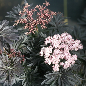 Sambucus nigra 'Strait-Laced®' (114887)