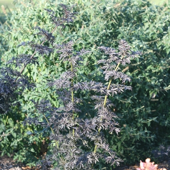 Sambucus nigra 'Strait-Laced®' (114888)