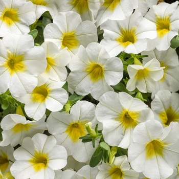 Calibrachoa Superbells® 'Over Easy™' (114893)