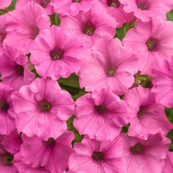 Petunia Supertunia® 'Hot Pink Charm' (114900)