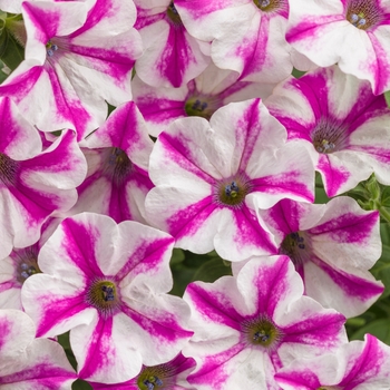 Petunia Supertunia® 'Lovie Dovie™' (114904)