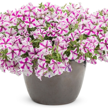 Petunia Supertunia® 'Lovie Dovie™' (114905)