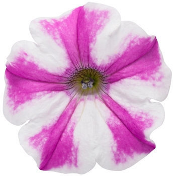 Petunia Supertunia® 'Lovie Dovie™' (114906)