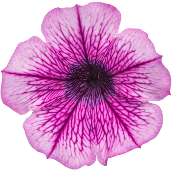 Petunia Supertunia® 'Mulberry Charm' (114909)