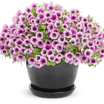 Petunia Supertunia® 'Mulberry Charm' (114910)