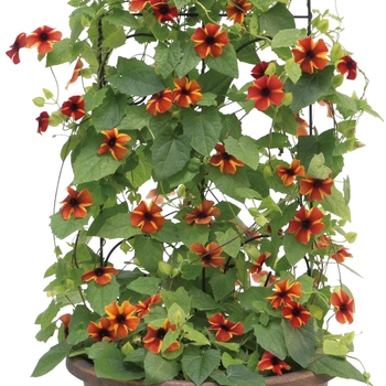 Thunbergia alata 'Tangerine Slice A-Peel®' (114912)