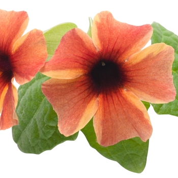 Thunbergia alata 'Tangerine Slice A-Peel®' (114913)