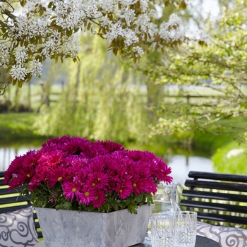 Chrysanthemum indicum 'Breeze Cassis' (114927)