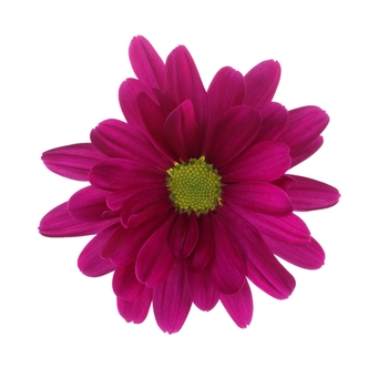 Chrysanthemum indicum 'Breeze Cassis' (114928)